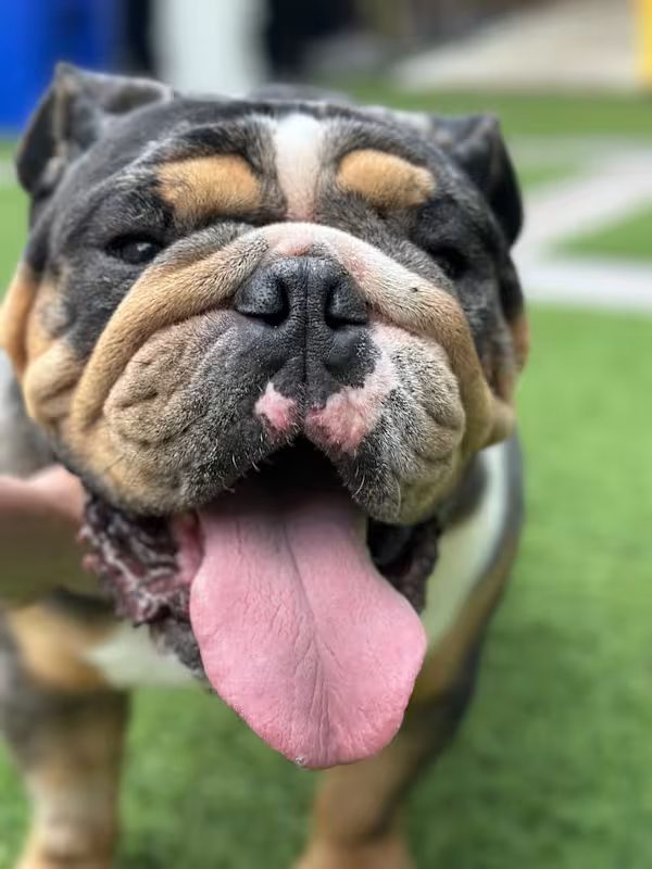 tan and black dog with wrinkles playing outside and panting