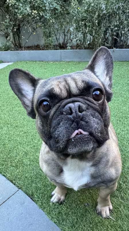 tan and black dog sitting on the grass