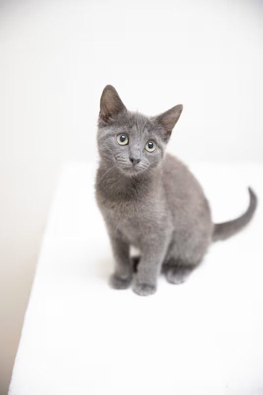 light grey kitten sitting on a white blanket