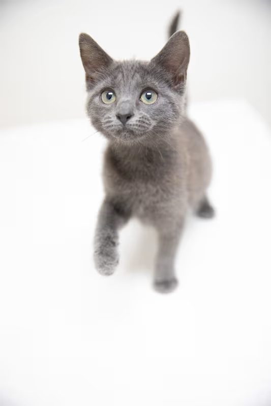 light grey kitten on a white blanket