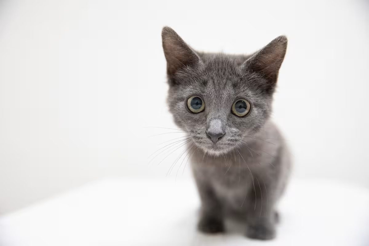 light grey kitten sitting down