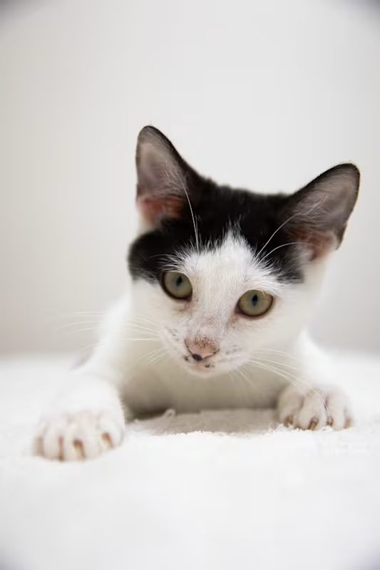 white cat with black ears