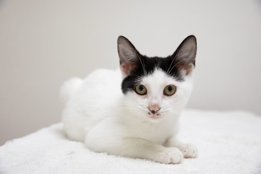 white cat with black ears and black tail laying on a white blanket
