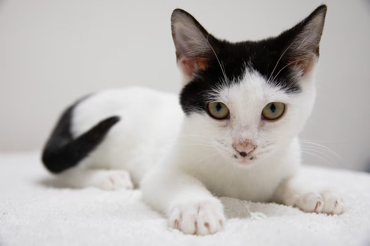 white cat with black ears and black tail laying on a white blanket