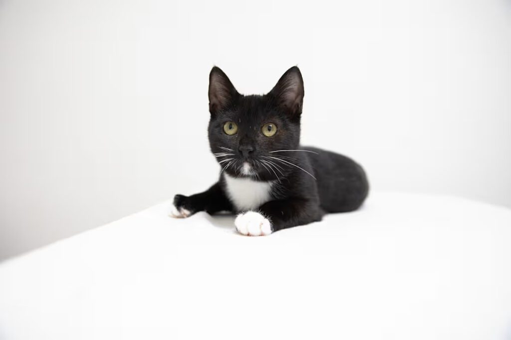 black cat with white chest and toes laying on a white blanket