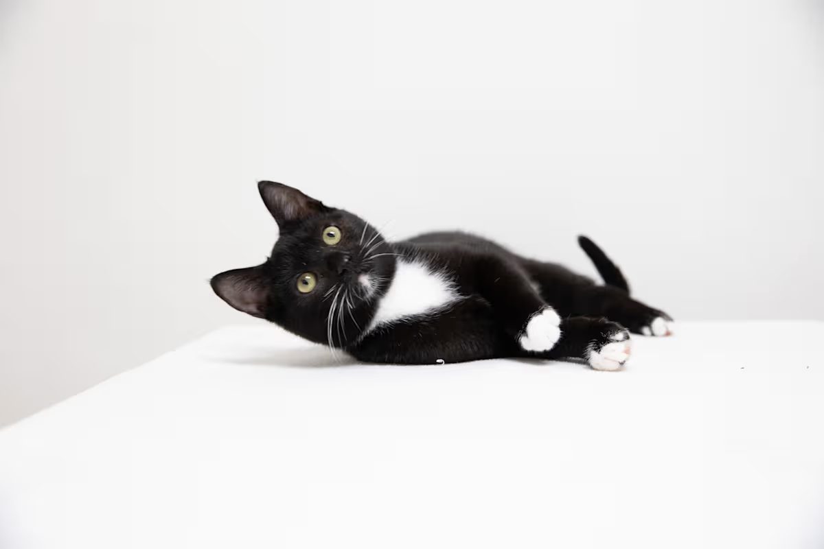 black cat with white chest and toes laying on a white blanket
