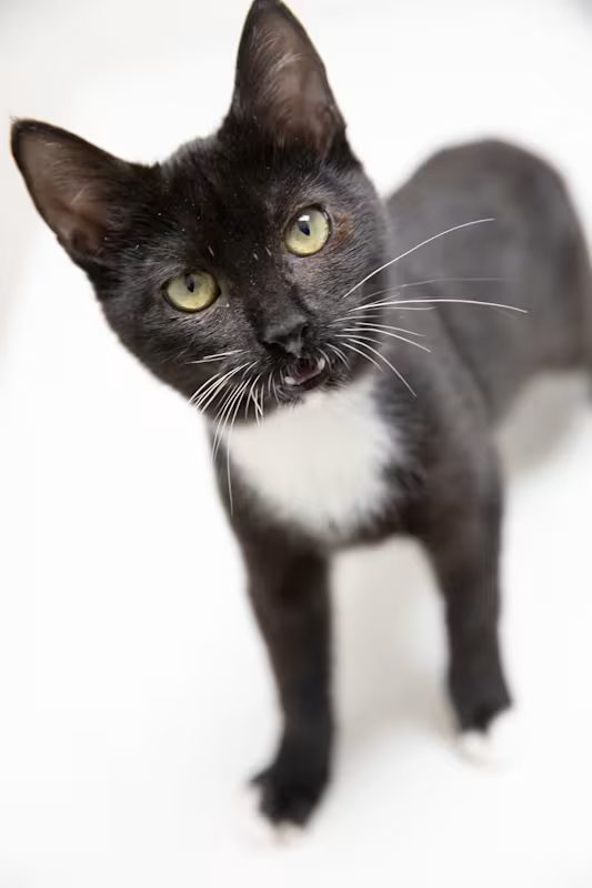 black cat with white chest and toes standing up