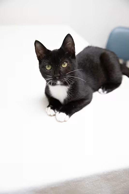 black cat with white chest and toes laying on a white blanket