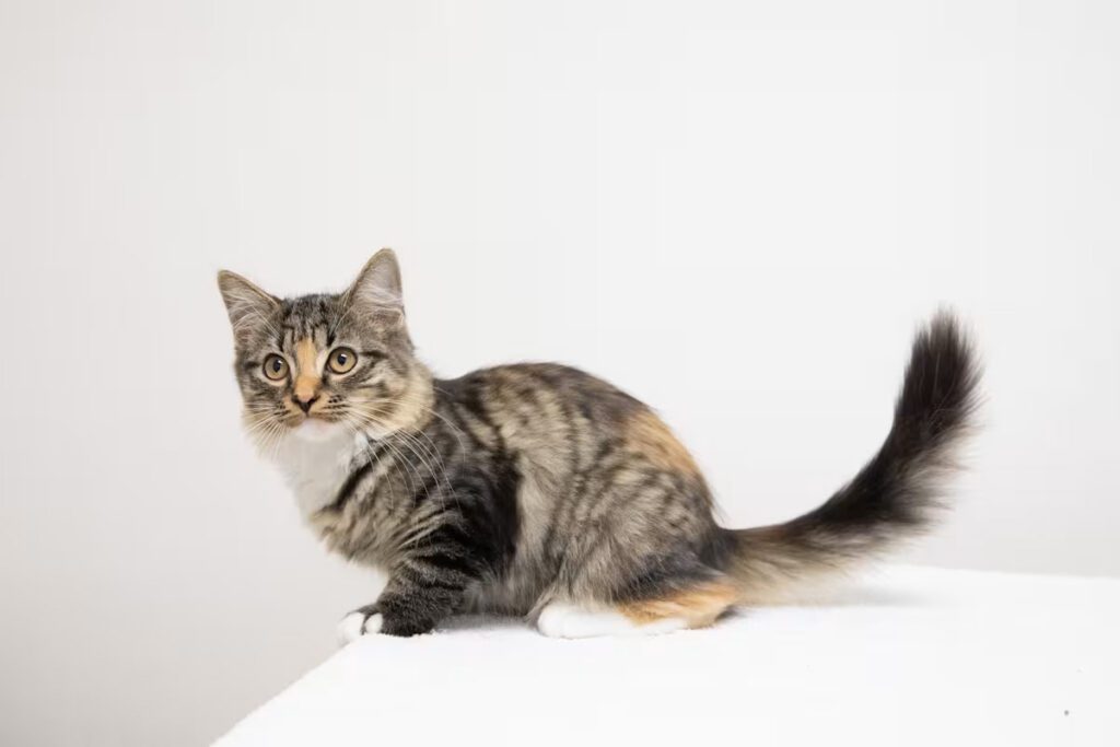 grey cat with a tan nose sitting on a white blanket