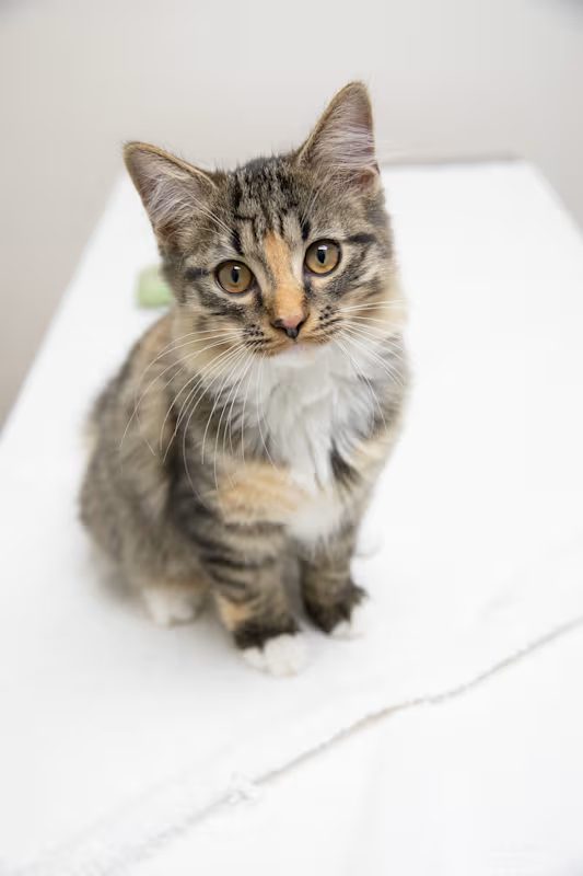 grey cat with a tan nose sitting on a white blanket