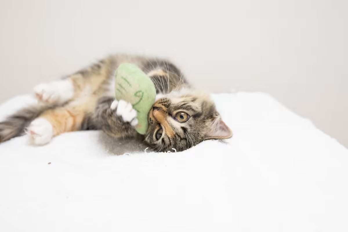 grey cat with a tan nose playing with a green toy
