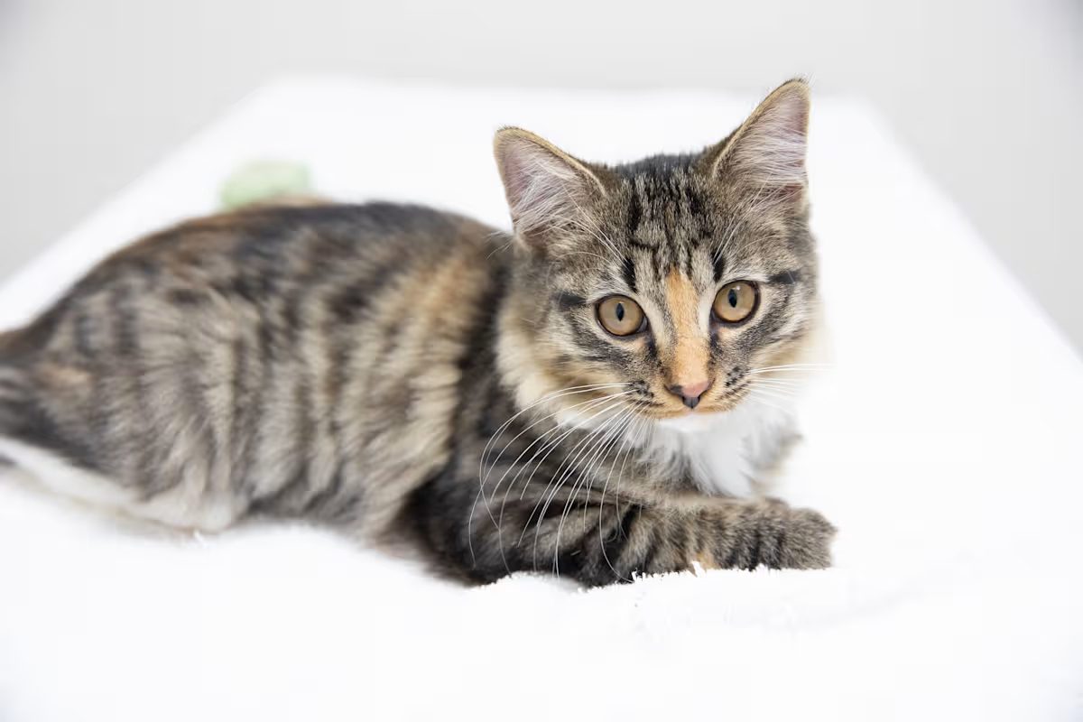 grey cat with a tan nose laying down on a white blanket