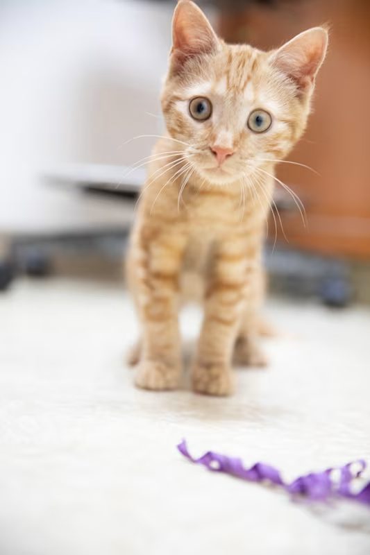 tan kitten playing with a purple string toy