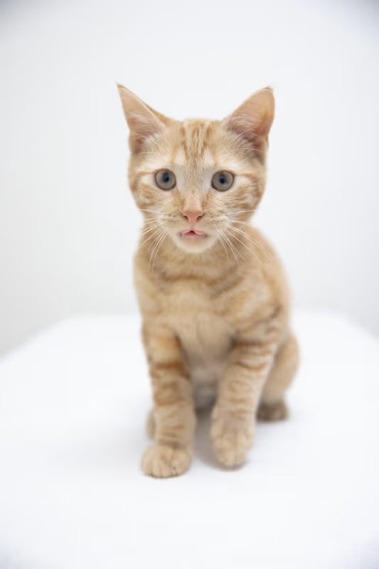 tan kitten sitting on a white blanket
