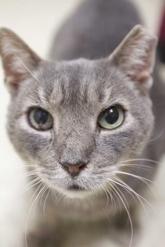 curious looking grey cat