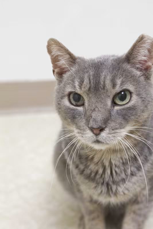 grey cat sitting on the floor
