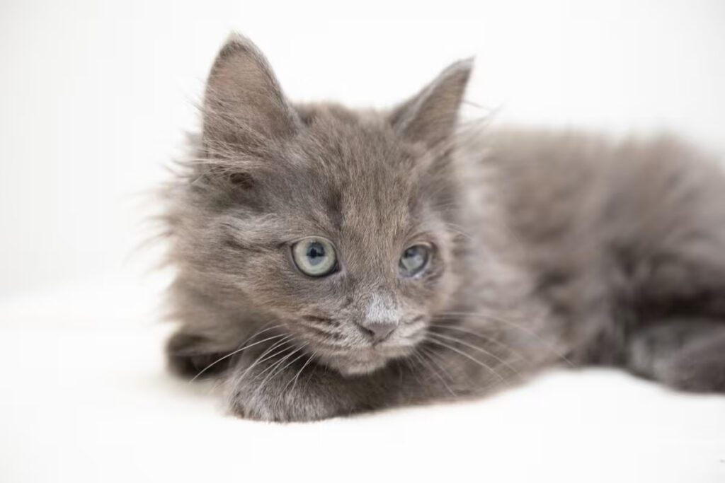 grey cat with blue eyes laying down