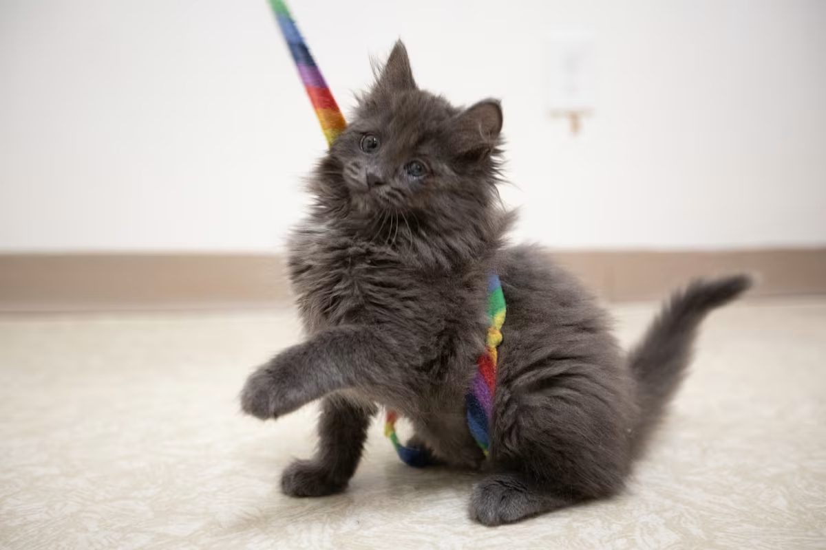 grey cat with blue eyes playing with a string toy