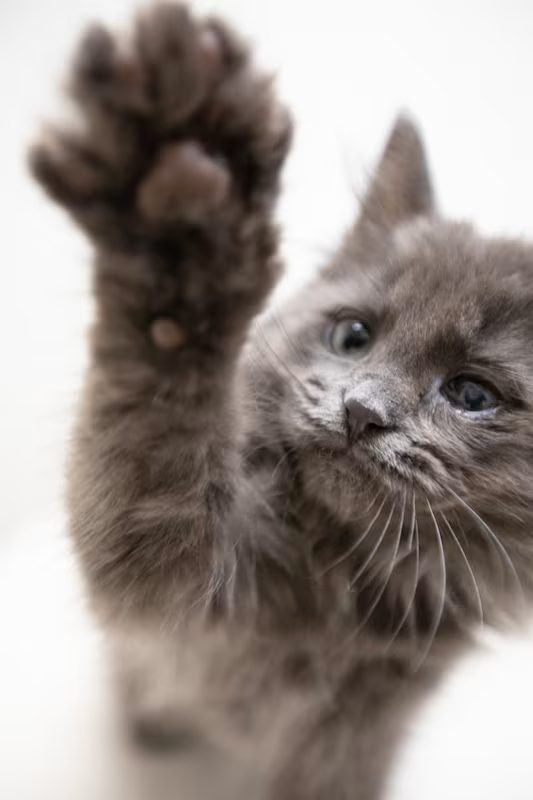 grey cat with blue eyes pawing at the camera