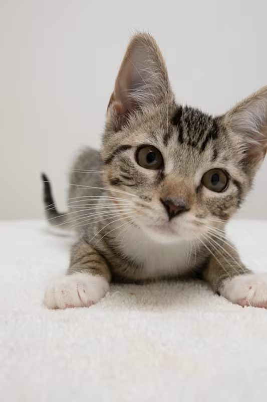 curious grey and white cat laying on a white blanket