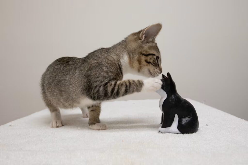 grey and white cat playing with a toy