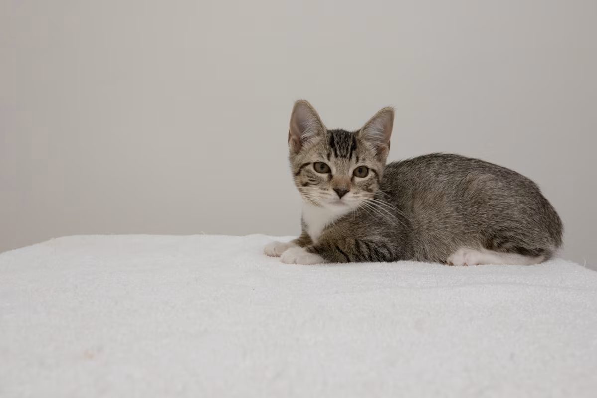 grey and white cat laying on a white blanket