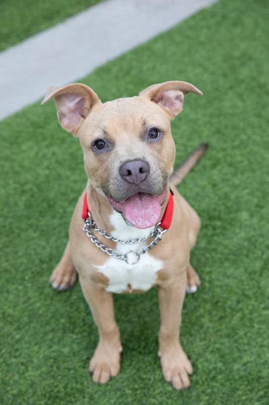 tan dog sitting on the grass and panting