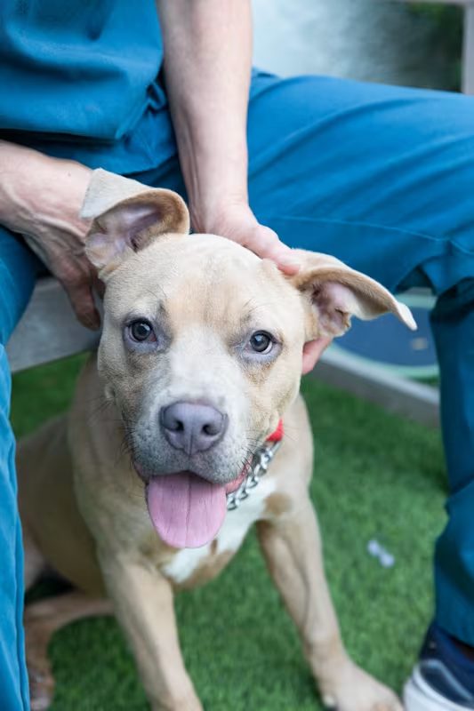tan dog playing outside