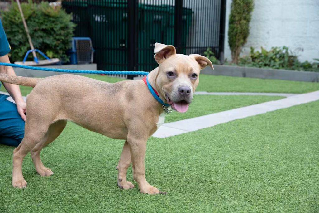 tan dog playing going for a walk