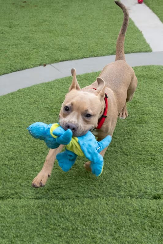 tan dog playing with a blue stuffed toy outside