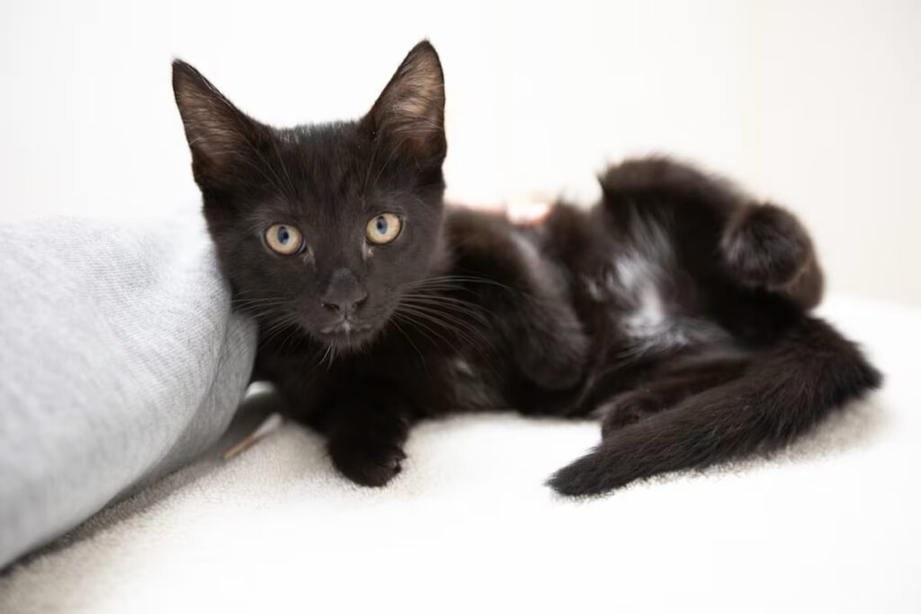 black cat laying down