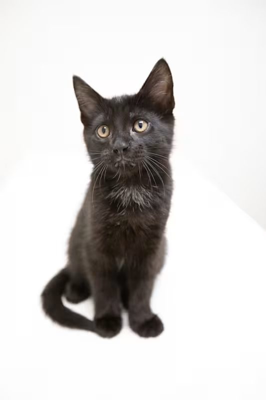 black cat sitting on a white blanket