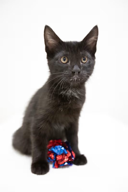 black cat sitting and playing with a blue and red toy