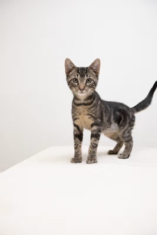 grey cat standing on a white blanket