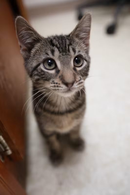 grey cat sitting on the floor