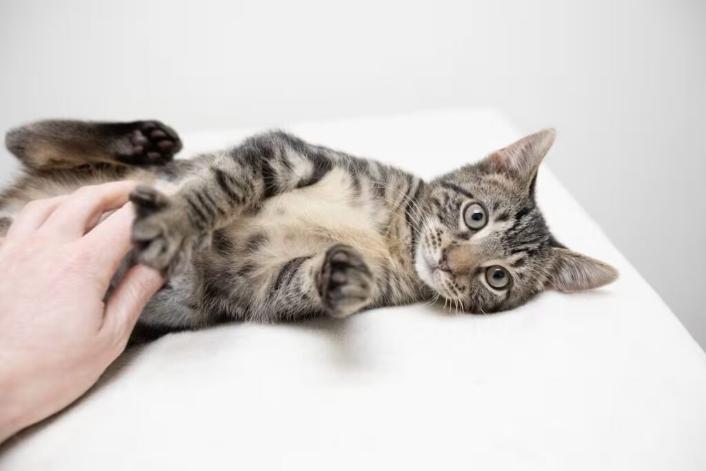 light grey and white cat laying on a white blanket and being pet