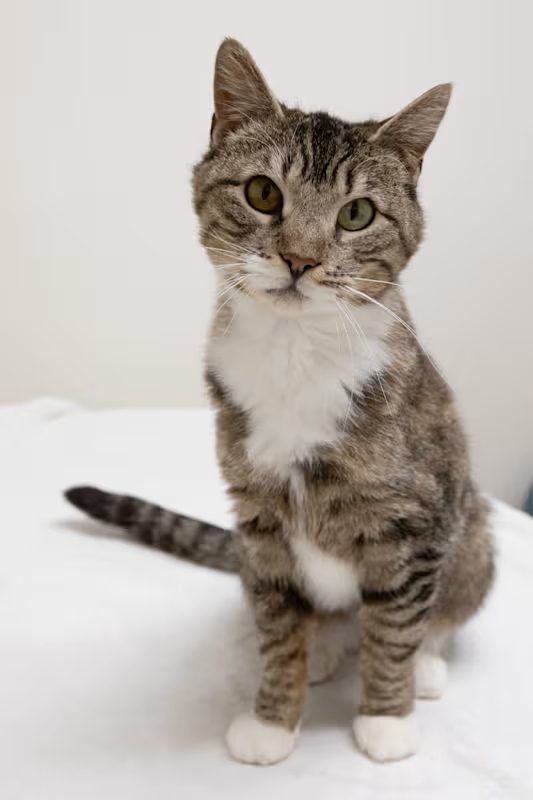 light grey and white cat sitting on a white blanket