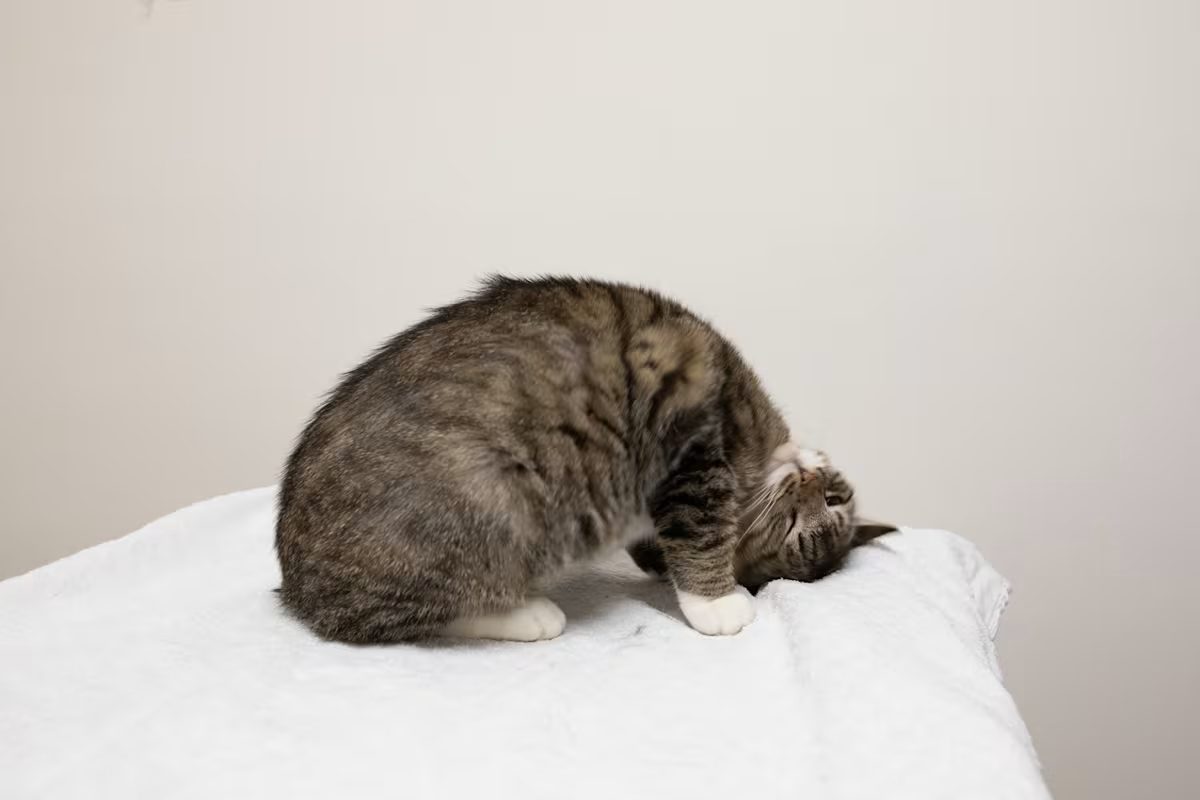 light grey and white cat scratching their head