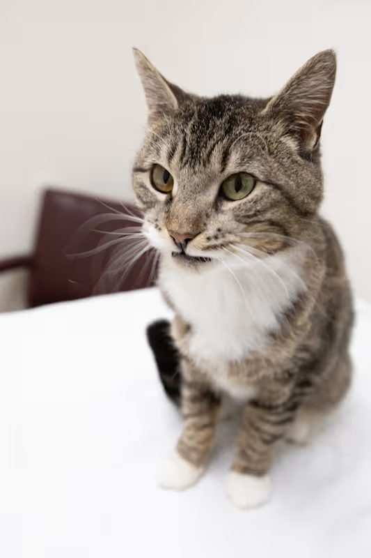 light grey and white cat sitting on a white blanket