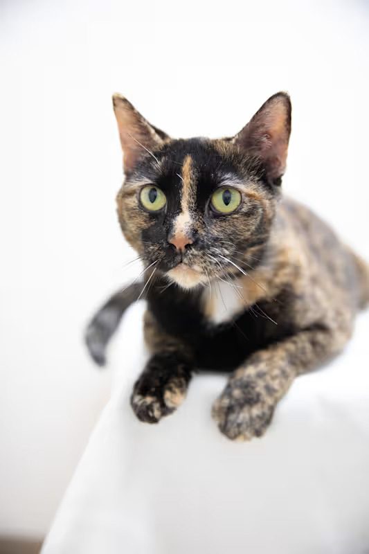 multi colored cat with green eyes laying on a white blanket