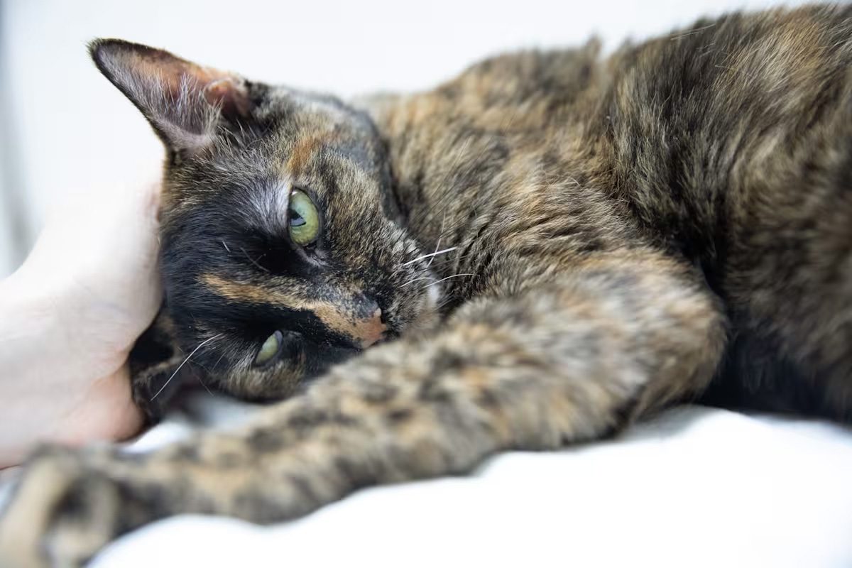 multi colored cat with green eyes laying down