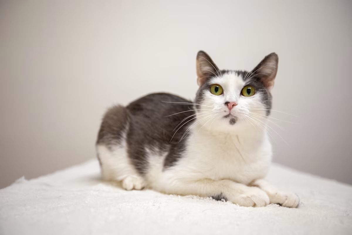 grey and white cat laying on a white blanket
