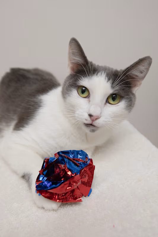grey and white cat playing with a red and blue toy