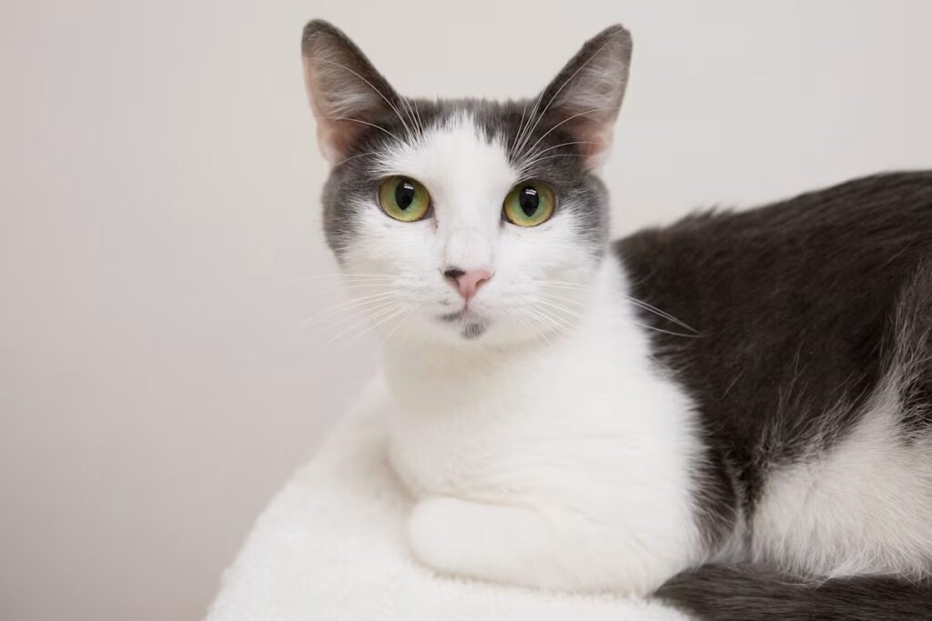 grey and white cat laying on a white blanket