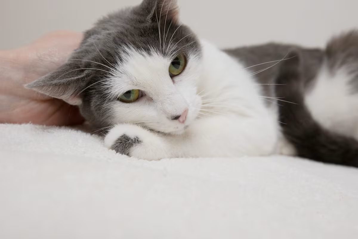 grey and white cat laying on a white blanket