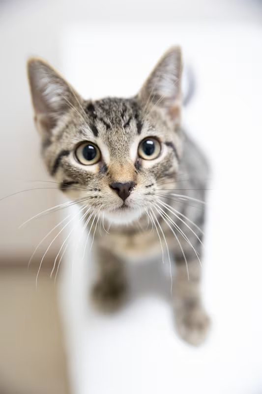 curious kitten with grey and black stripes