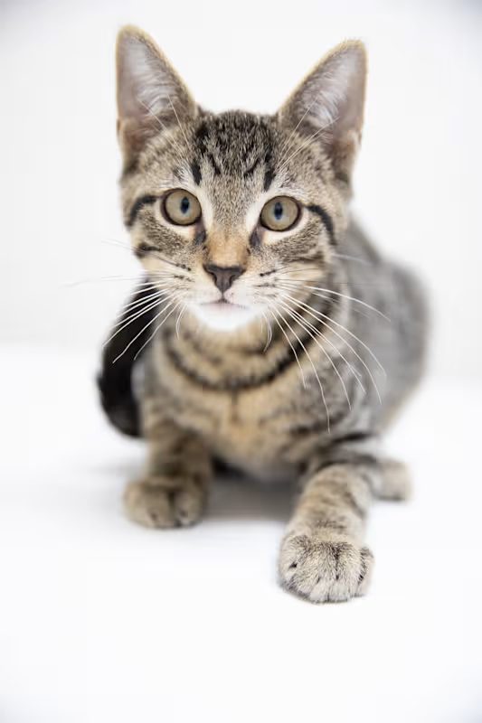 kitten with grey and black stripes laying on a white blanket