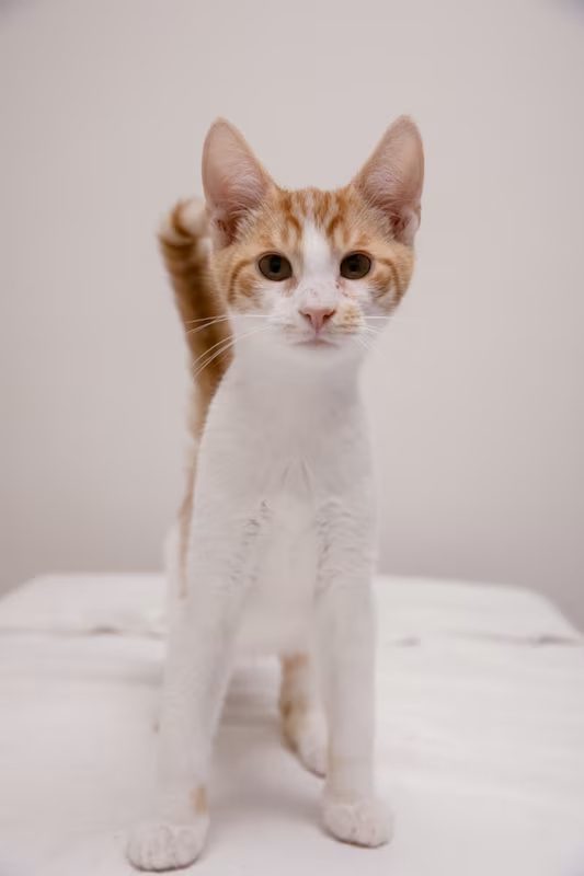 tan and white kitten standing on a white blanket