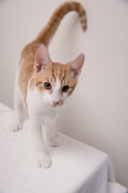 tan and white kitten standing up