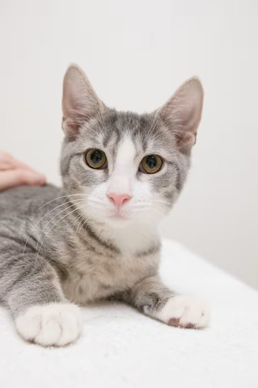 light grey and white cat laying on a white blanket